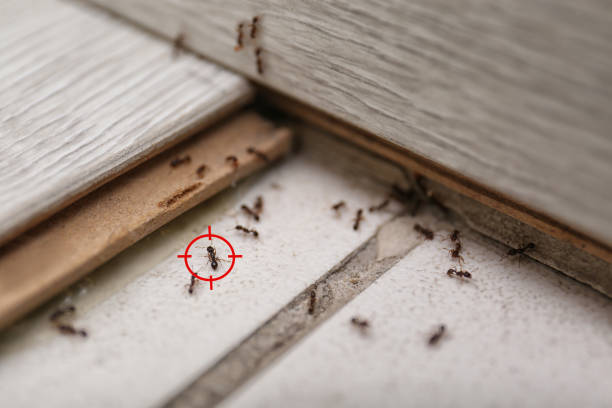 Best Pest Control for Homes  in Lake Crystal, MN