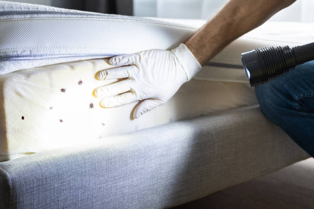 Best Mosquito Control Services  in Lake Crystal, MN