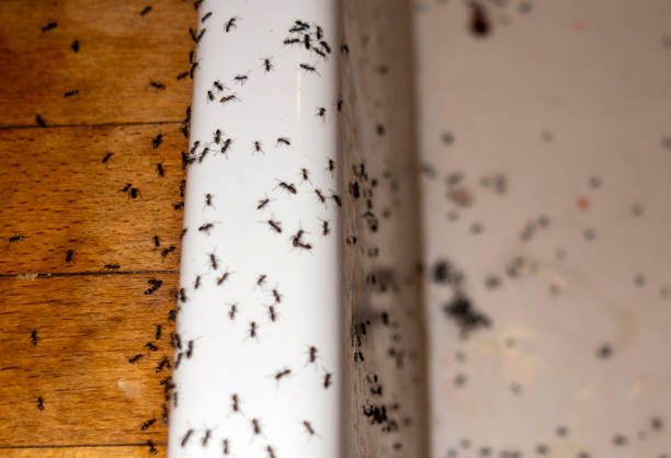 Best Mosquito Control Services  in Lake Crystal, MN